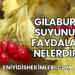 Gilaburu Suyunun Faydaları Nelerdir?