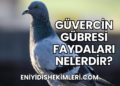Güvercin Gübresi Faydaları Nelerdir?