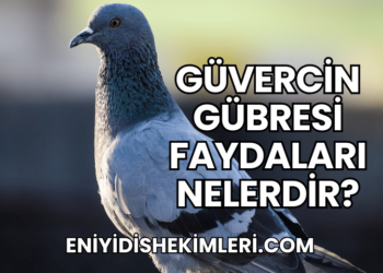 Güvercin Gübresi Faydaları Nelerdir?