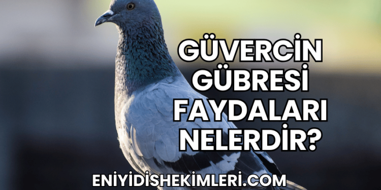 Güvercin Gübresi Faydaları Nelerdir?
