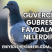 Güvercin Gübresi Faydaları Nelerdir?