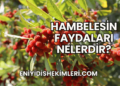 Hambelesin Faydaları Nelerdir?