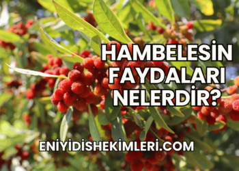 Hambelesin Faydaları Nelerdir?