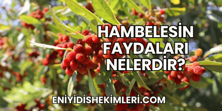 Hambelesin Faydaları Nelerdir?
