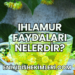 Ihlamur Faydaları Nelerdir?