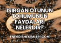 Isırgan Otunun Tohumunun Faydaları Nelerdir?