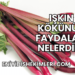 Işkın Kökünün Faydaları Nelerdir?