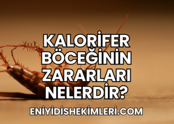 Kalorifer Böceğinin Zararları Nelerdir?