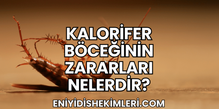 Kalorifer Böceğinin Zararları Nelerdir?