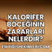 Kalorifer Böceğinin Zararları Nelerdir?