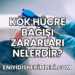 Kök Hücre Bağışı Zararları Nelerdir?