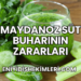 Maydanoz Süt Buharının Zararları