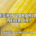 Mısırın Zararları Nelerdir?