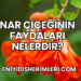 Nar Çiçeğinin Faydaları Nelerdir?