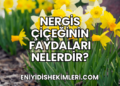 Nergis Çiçeğinin Faydaları Nelerdir?