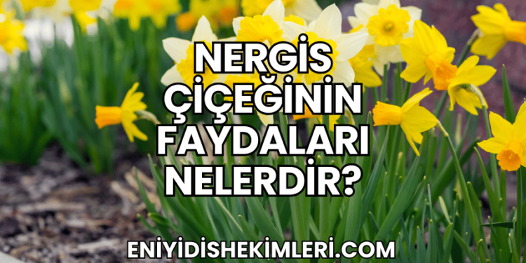 Nergis Çiçeğinin Faydaları Nelerdir?