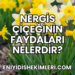 Nergis Çiçeğinin Faydaları Nelerdir?
