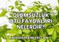 Ölümsüzlük Otu Faydaları Nelerdir?