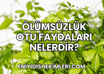 Ölümsüzlük Otu Faydaları Nelerdir?