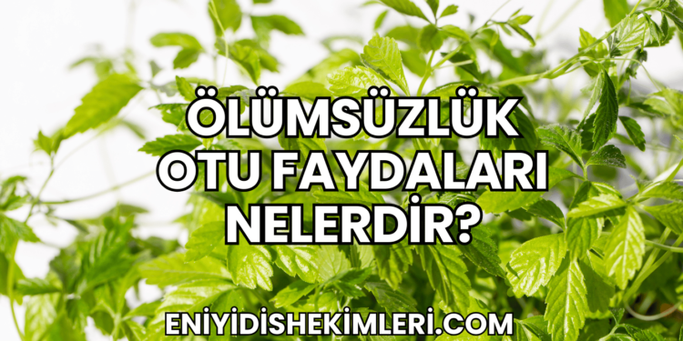 Ölümsüzlük Otu Faydaları Nelerdir?
