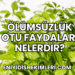Ölümsüzlük Otu Faydaları Nelerdir?