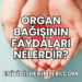 Organ Bağışının Faydaları Nelerdir?