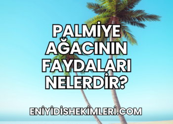 Palmiye Ağacının Faydaları Nelerdir?