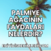 Palmiye Ağacının Faydaları Nelerdir?