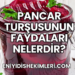 Pancar Turşusunun Faydaları Nelerdir?