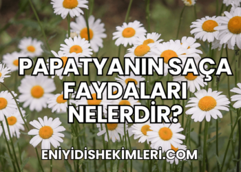 Papatyanın Faydaları Nelerdir?