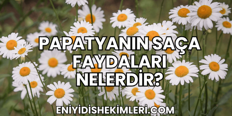 Papatyanın Faydaları Nelerdir?