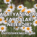Papatyanın Faydaları Nelerdir?