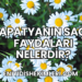 Papatyanın Saça Faydaları Nelerdir?