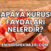 Papaya Kurusu Faydaları Nelerdir?