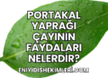 Portakal Yaprağı Çayının Faydaları Nelerdir?