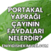 Portakal Yaprağı Çayının Faydaları Nelerdir?