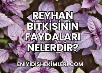 Reyhan Bitkisinin Faydaları Nelerdir?