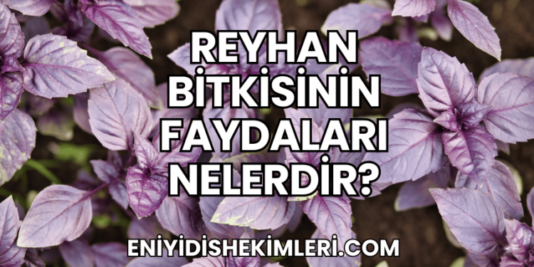Reyhan Bitkisinin Faydaları Nelerdir?