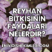 Reyhan Bitkisinin Faydaları Nelerdir?