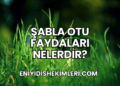 Şabla Otu Faydaları Nelerdir?