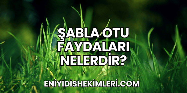 Şabla Otu Faydaları Nelerdir?