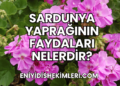 Sardunya Yaprağının Faydaları Nelerdir?