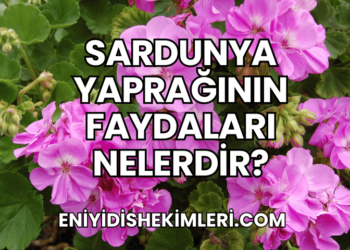 Sardunya Yaprağının Faydaları Nelerdir?