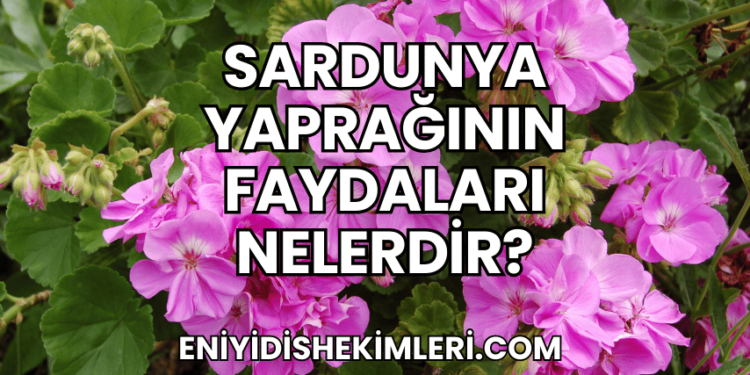 Sardunya Yaprağının Faydaları Nelerdir?