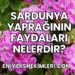 Sardunya Yaprağının Faydaları Nelerdir?