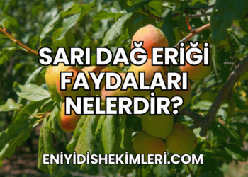 Sarı Dağ Eriği Faydaları Nelerdir?