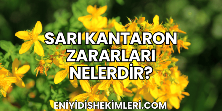 Sarı Kantaron Zararları Nelerdir?