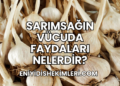 Sarımsağın Vücuda Faydaları Nelerdir?