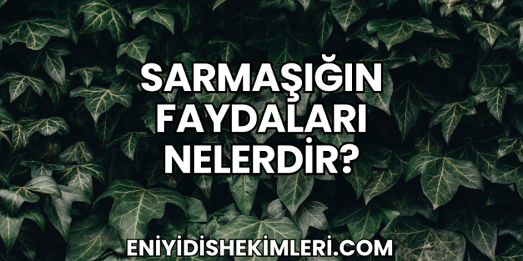 Sarmaşığın Faydaları Nelerdir?