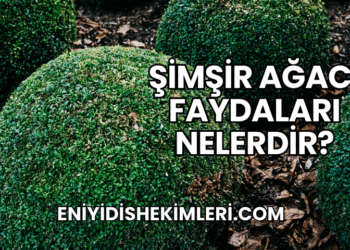 Şimşir Ağacı Faydaları Nelerdir?